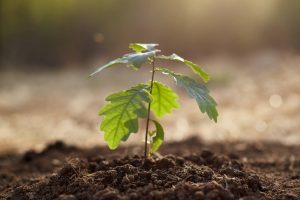 A small plant growing out of soil