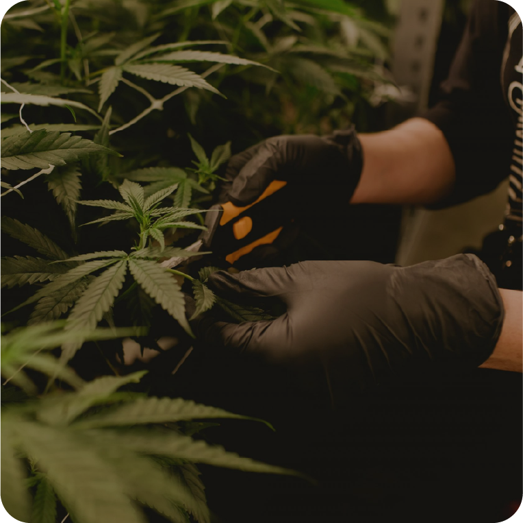 Cannabis