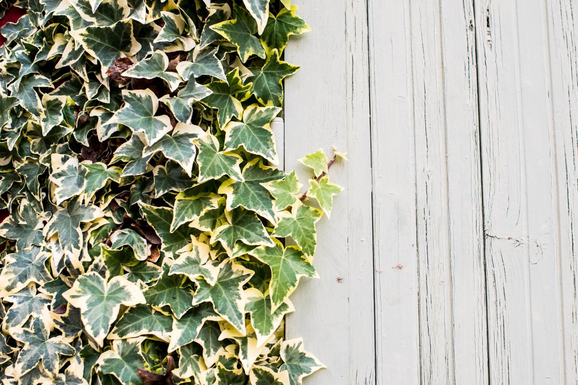 A fence half covered in plants and half bare